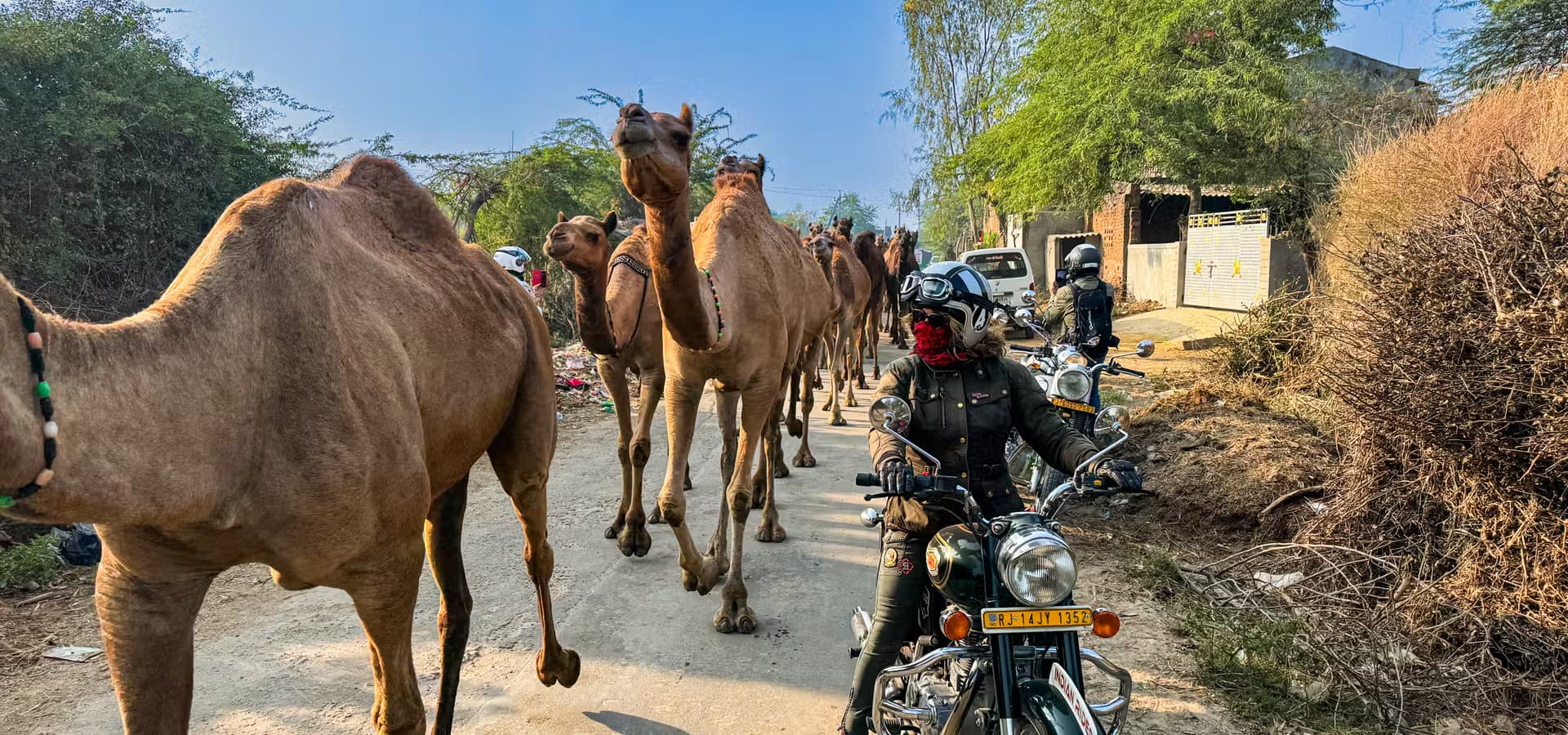Indian Rides – Motorradtour durch Gujarat im Herzen Indiens Indian Rides Motorradtour durch Gujarat auf einer Royal Enfield, begleitet von einer Kamelkarawane in den ländlichen Landschaften Indiens