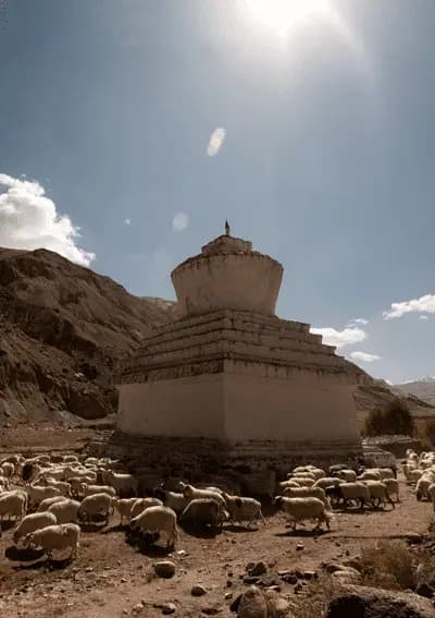 Schapen in Changthang, Ladakh Schaapskudde bij een stoepa in Changthang, Ladakh